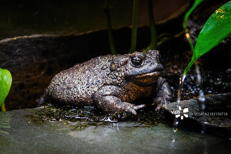 加州蟾蜍（Anaxyrus boreas halophilus）图片素材