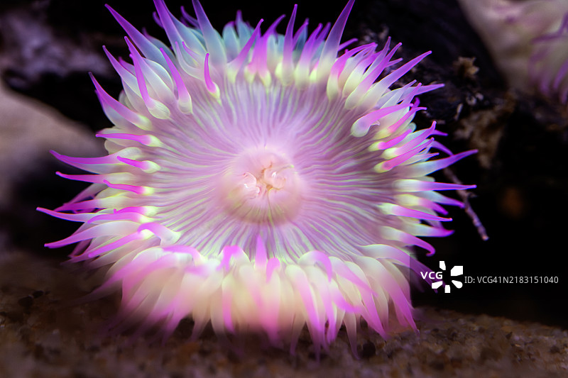 聚集海葵（优雅海葵）图片素材