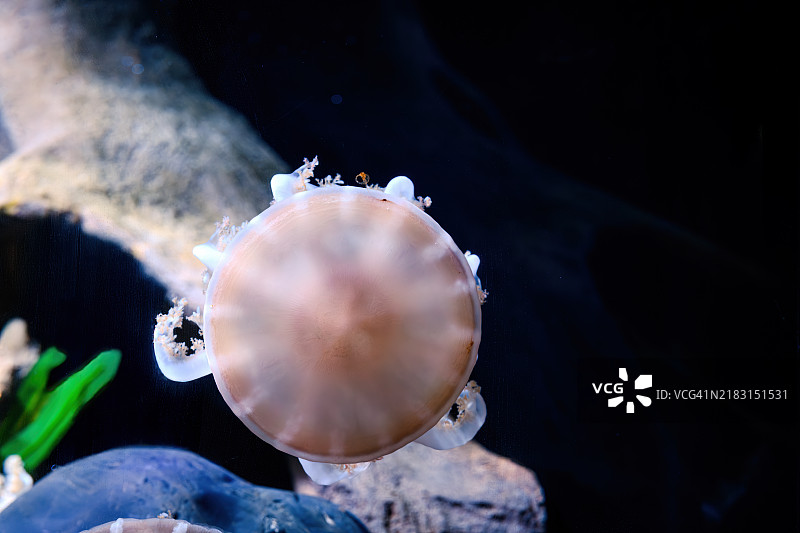 倒立水母 (Cassiopea xamachana)图片素材