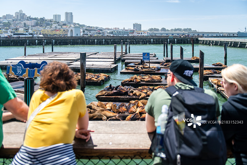 旧金山39号码码头的海狮图片素材