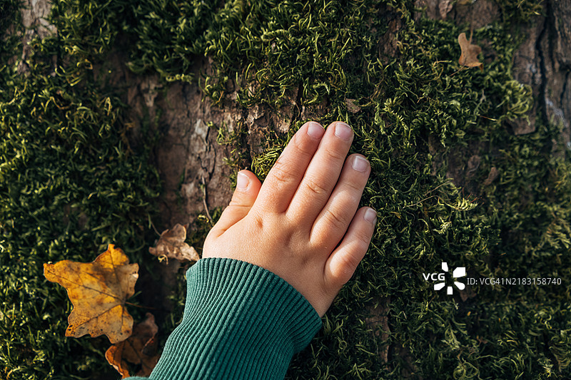 孩子的手掌放在覆盖着苔藓的木桌上，秋天的气息。图片素材