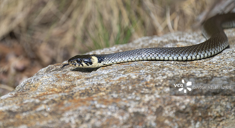 草蛇（Natrix natrix）在德国的岩石上滑行，欧洲图片素材