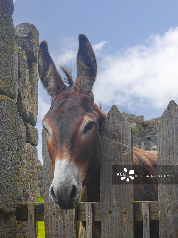 驴头从木栅栏中探出图片素材