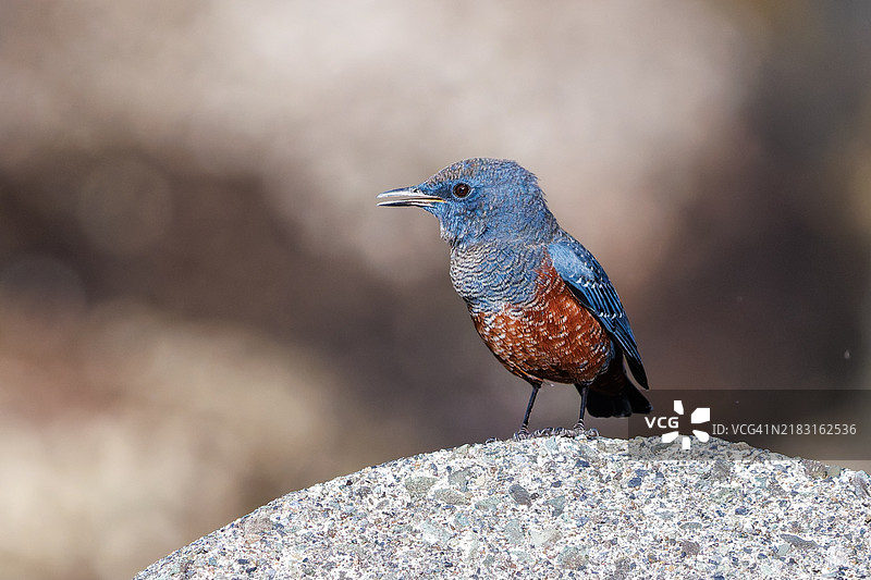 美丽的蓝岩鹨(Monticola solitarius,贝维克的知更鸟科)在美丽的声音中鸣叫。日本静冈县南伊豆伊豆半岛的平藏滨海滩。- 2024。图片素材
