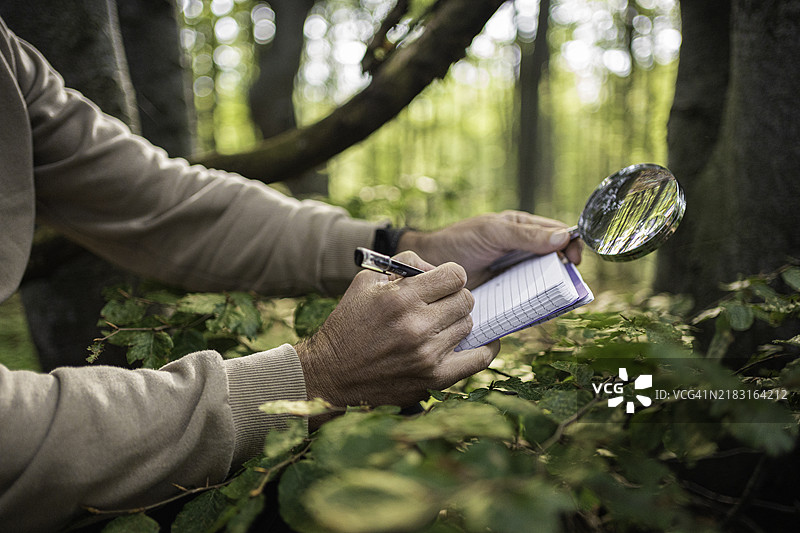 森林生态学实地考察。生态学家研究森林生态系统。图片素材