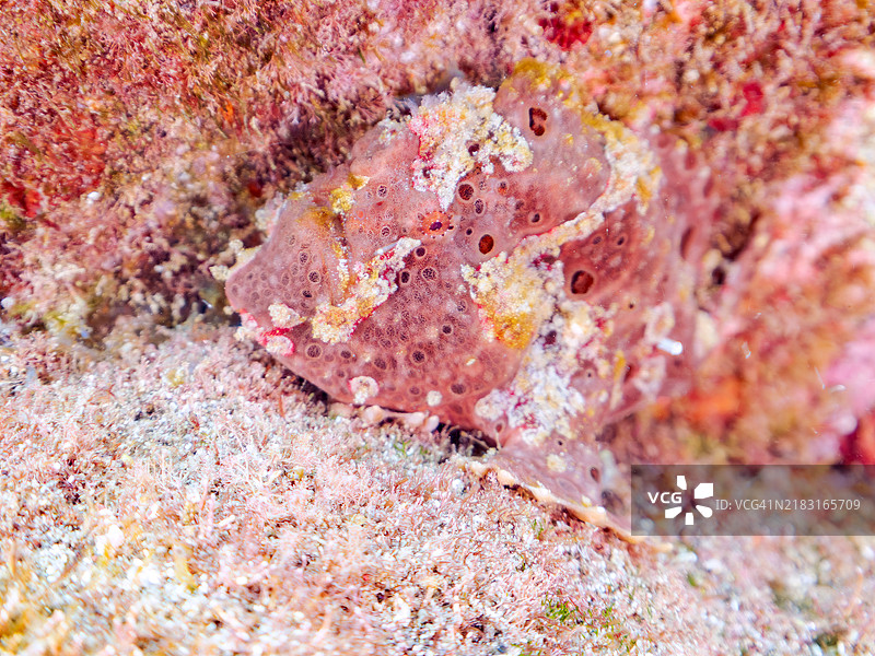 一对巨大的巨型蛙鱼（Antennarius commersoni），通过摇动其诱饵（额头触手）来吸引和捕猎鱼类。图片素材