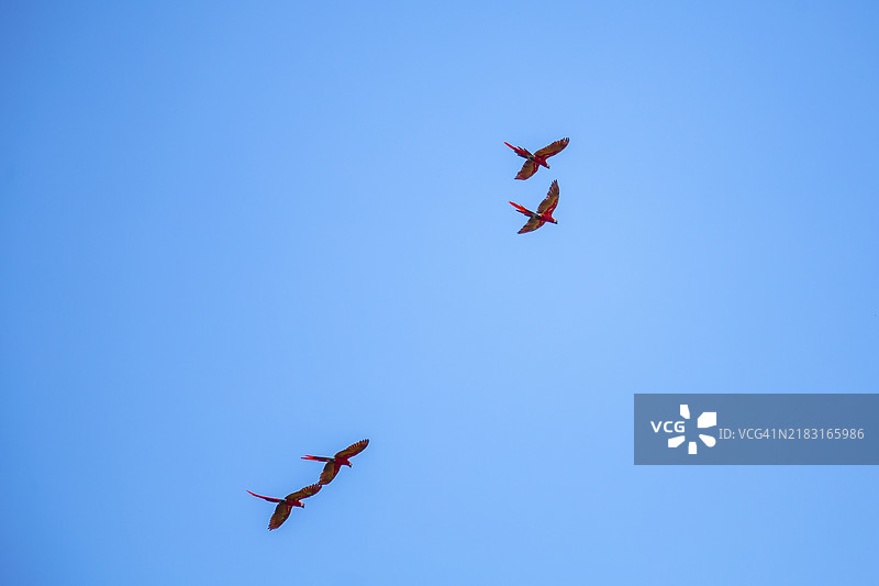 两对金刚鹦鹉在洪都拉斯科潘遗址的庙宇上空飞翔。图片素材