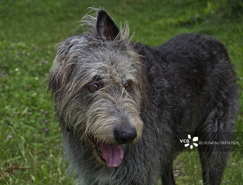 爱尔兰猎狼犬（Canis lupus familiaris）索林·勇王·火刃图片素材