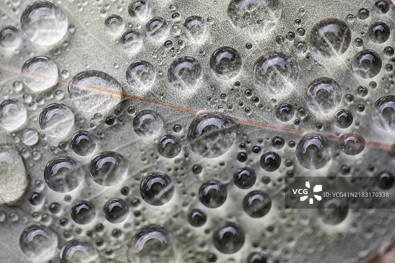 叶子上的水滴图片素材