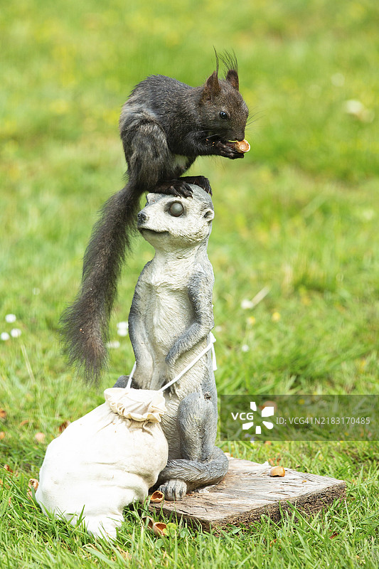 松鼠双手抱着坚果，坐在草地上的狐獴身上，朝右侧看。图片素材