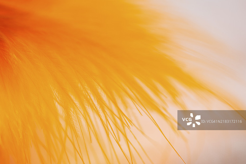 许多抽象的橙色纤维图片素材