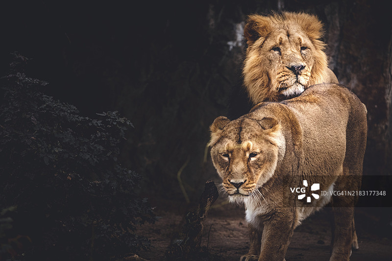 法兰克福动物园的雄性和雌性狮子（美洲狮）在德国黑森州图片素材