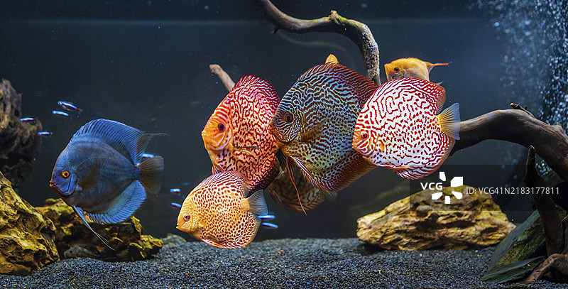 五彩斑斓的圆盘鱼，属于圆盘鱼属（Symphysodon discus），在水族箱中。图片素材