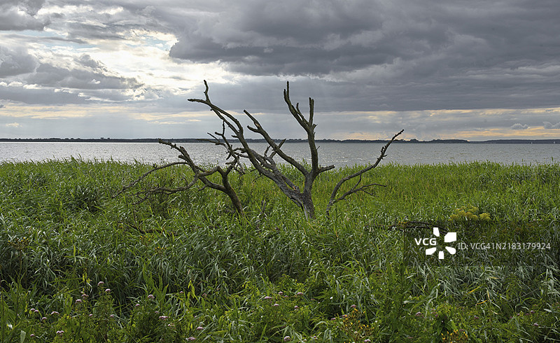 乌瑟多姆岛，梅克伦堡-前波美拉尼亚，灰色云朵下的阿赫特瓦瑟湖上的枯树图片素材
