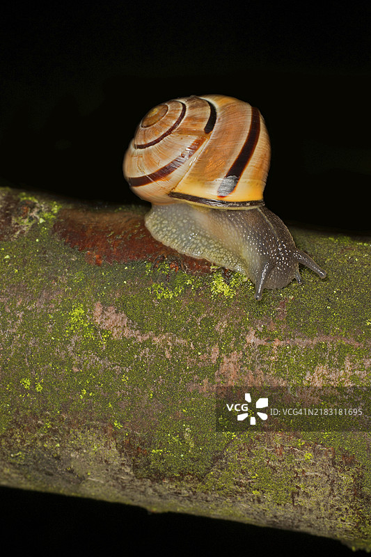 林间蜗牛（Cepaea nemoralis）或绳蜗牛，正在树干上吃苔藓图片素材