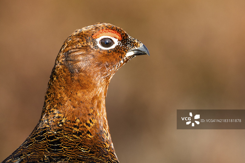 红松鸡（Lagopus lagopus scotica），动物肖像，苏格兰高地，英国图片素材