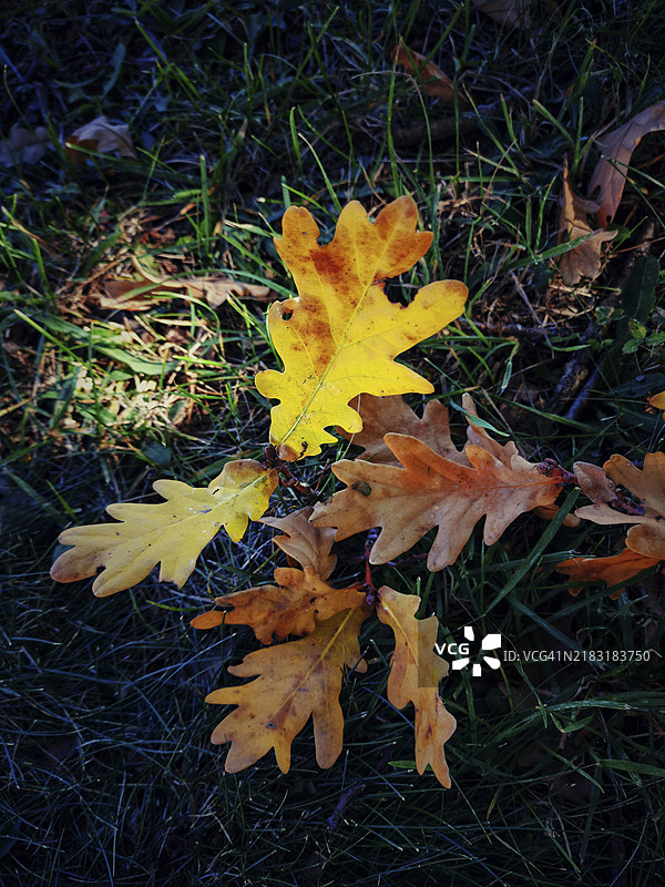 秋天的橡树叶图片素材