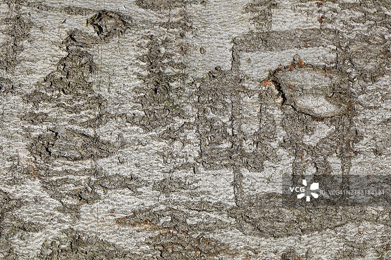 浅色树皮，树皮，树干，木纹，壁纸，德国图片素材