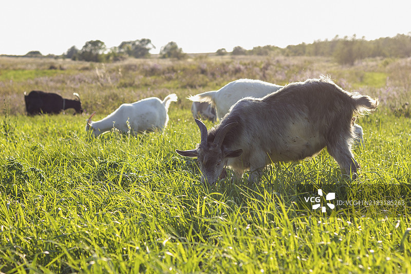 农田里有山羊在吃草图片素材