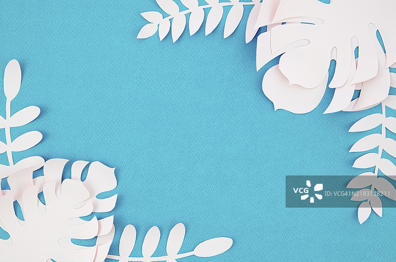白色的龟背竹叶子与蓝色背景图片素材