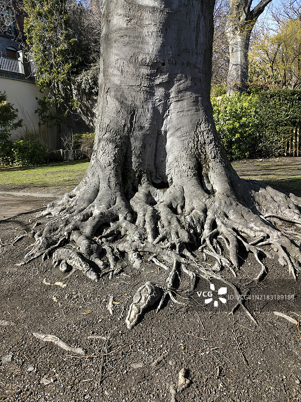 （欧洲山毛榉）紫叶根部图片素材