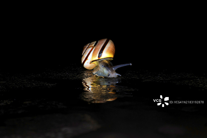 林螺（Cepaea nemoralis）或湿路上的蜗牛图片素材