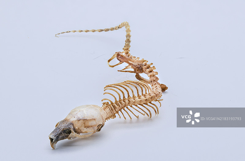 老鼠的骨骼图片素材