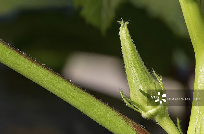 秋葵花蕾的特写镜头。毛里求斯，东非图片素材