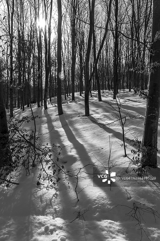 雪中的树木长影。黑白照片。位于波兰北部Śliwiny村附近的森林。2021年冬季图片素材