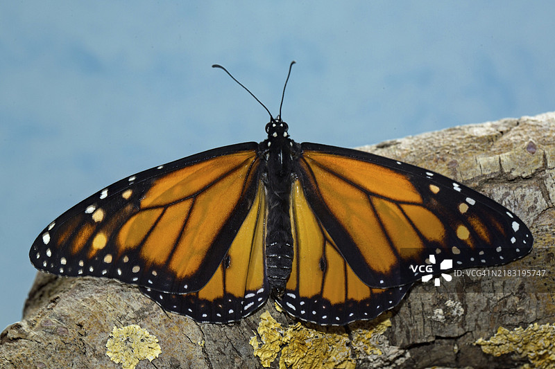 雄性君主蝶展开翅膀坐在树干上，背对蓝天。图片素材