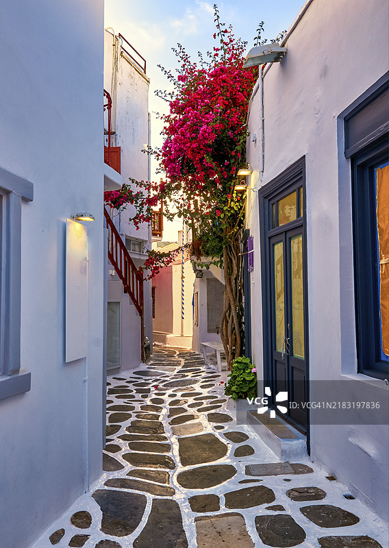 地中海岛屿小镇温馨的传统希腊小巷。白色粉刷的房屋、商店、夏日早晨的阳光、鹅卵石铺成的街道、盛开的丰富的九重葛。希腊米克诺斯岛。竖拍。图片素材