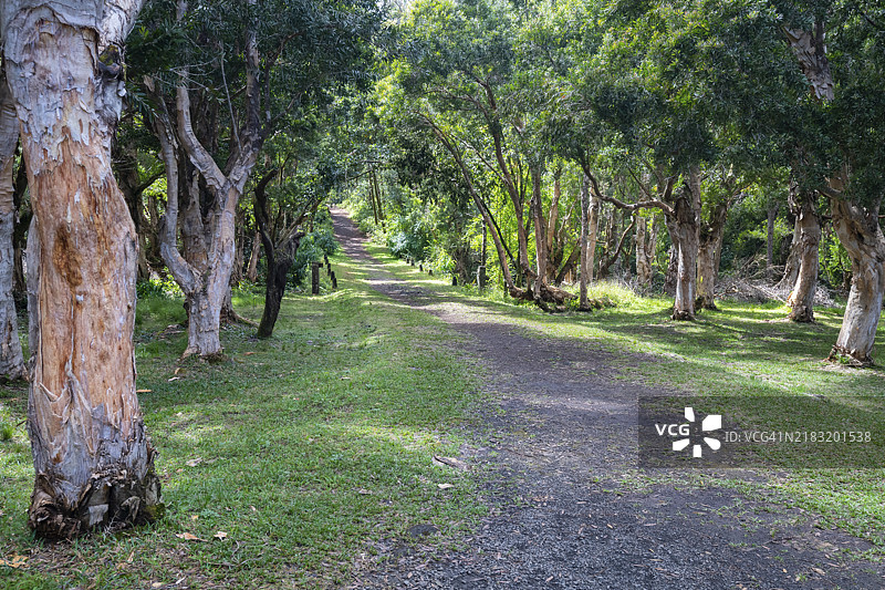 纸皮树（Melaleuca quinquenervia），黑河峡谷国家公园，徒步小径，生物圈保护区，贝尔昂布尔，印度洋，岛屿，毛里求斯，非洲图片素材