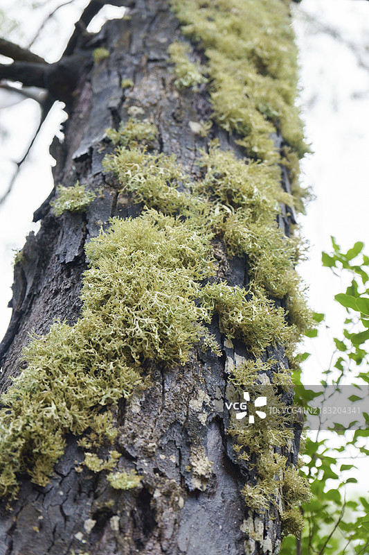 松树树干上覆盖着苔藓和地衣，生长在针叶林中图片素材