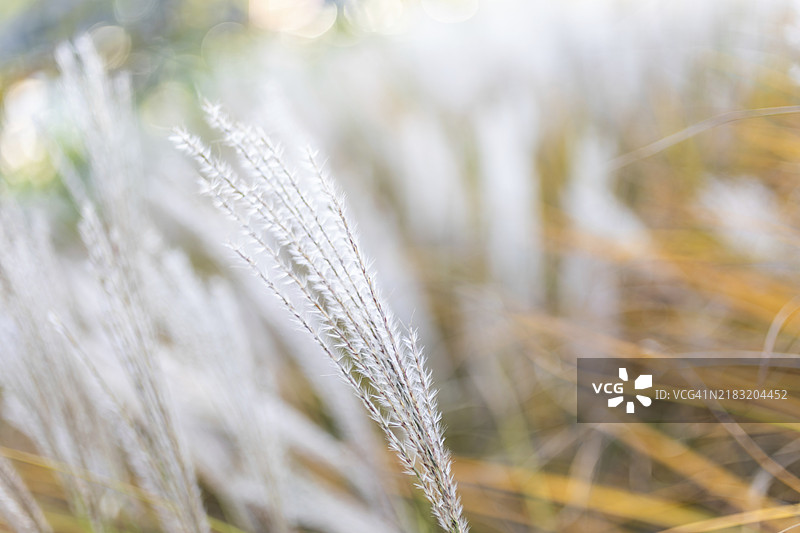 秋季的观赏草，灯刷草（Pennisetum），奥地利下奥地利州布伦阿姆瓦尔德，欧洲图片素材