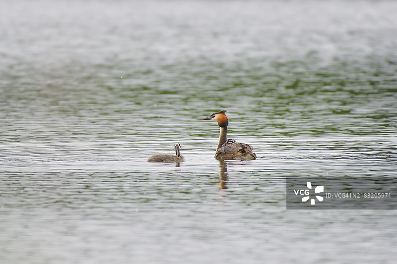 大斑鳖（波迪普斯鳞带鱼）与小鸟并肩游泳，享受宁静的水面，穆伦湖，维斯马，梅克伦堡-前波美拉尼亚，德国，欧洲图片素材
