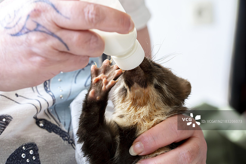 欧洲德国北莱茵-威斯特法伦的一家野生动物救助中心,榉鼬(Martes foina)幼崽通过奶瓶接受喂养,体现了实用的动物福利。图片素材