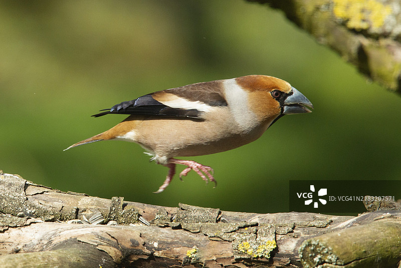 雄性鹰嘴雀跳过树干，朝右侧看。图片素材