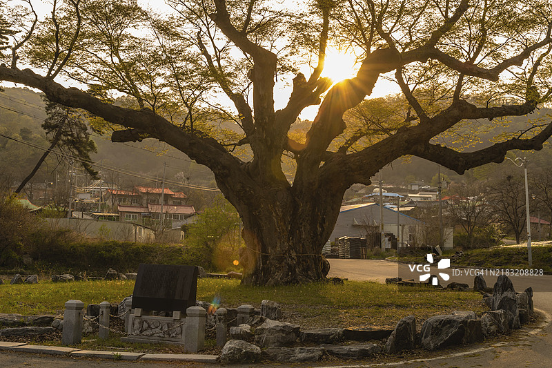 韩国农村农业社区中的大树。树龄630年，高25米，胸围7.5米。图片素材