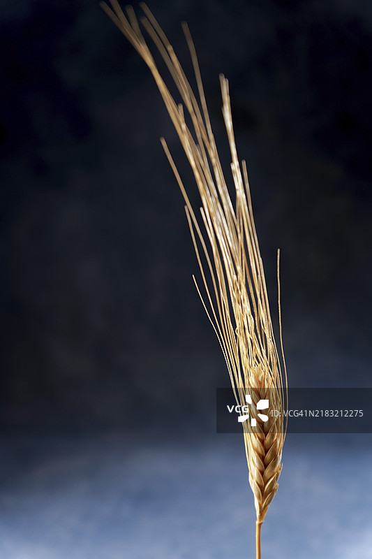 黑色背景下孤立的小麦穗特写，留有空白空间图片素材