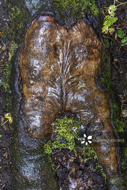 德国萨尔州托伊莱的绍姆堡森林中的树根图片素材
