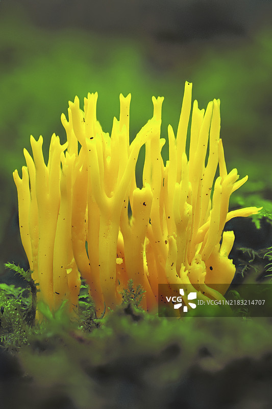 粘性鹿角菌，蘑菇图片素材