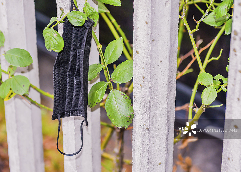 黑色医用口罩挂在穿过围栏的玫瑰灌木的刺上图片素材