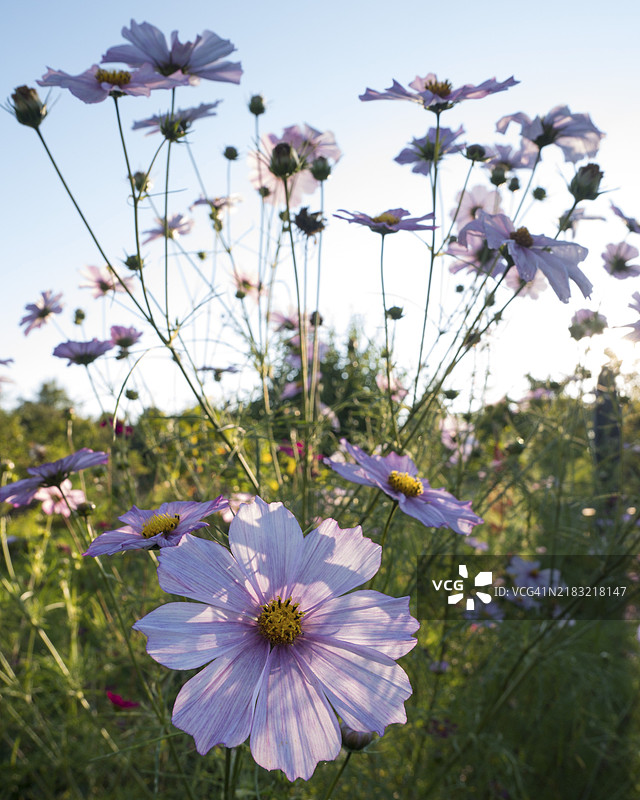 宇宙花（Cosmeen），深玫瑰色，晚夏，花园，吕讷堡，下萨克森，德国图片素材