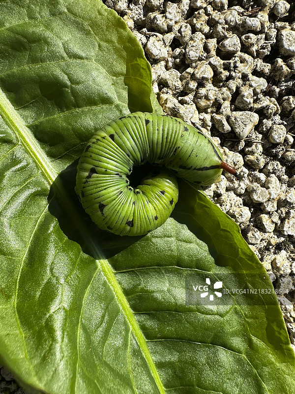 卷叶蛾幼虫（Agrius convolvuli）躺在叶子上图片素材