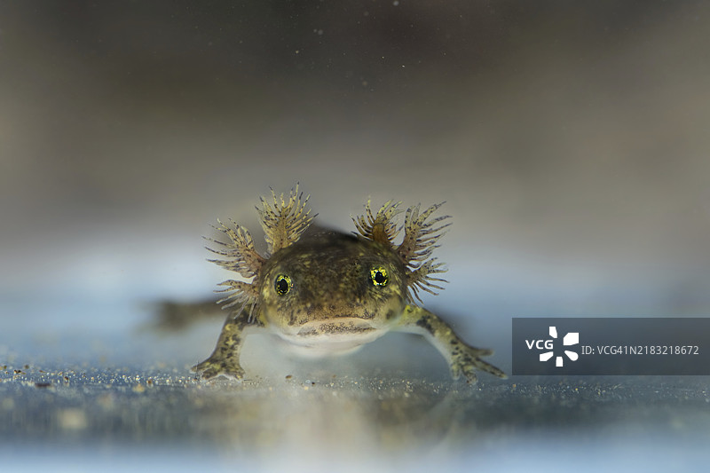 火蝾螈（Salamandra salamandra），从前方拍摄的幼虫，腮突明显可见，水域，水下照片，北莱茵-威斯特法伦，德国，欧洲图片素材