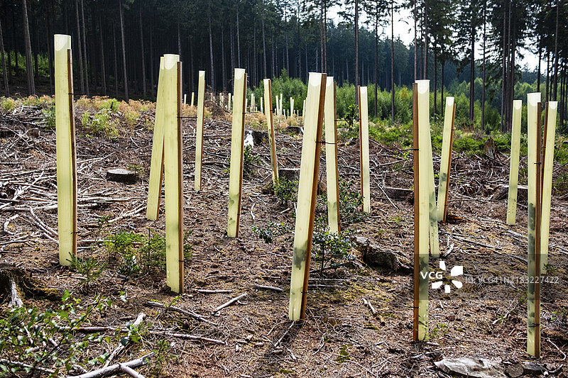 针叶林空地上的新落叶树苗图片素材