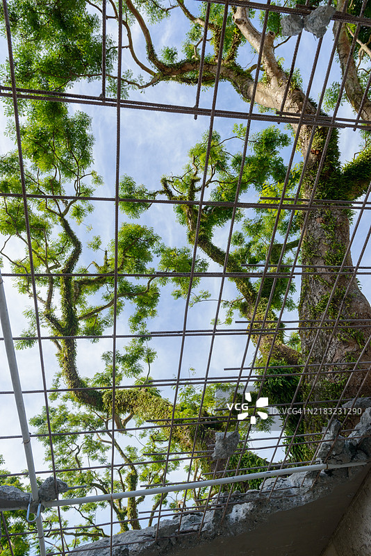 树木在废弃的屋顶上生长图片素材