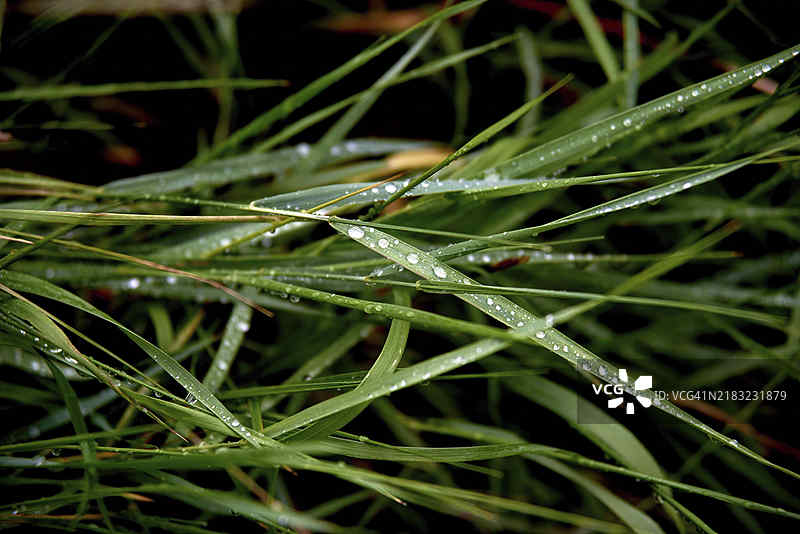 新鲜的绿草上带有露珠的特写。雨后水滴落在新鲜的草上。清晨的露水轻轻洒在绿草上。图片素材