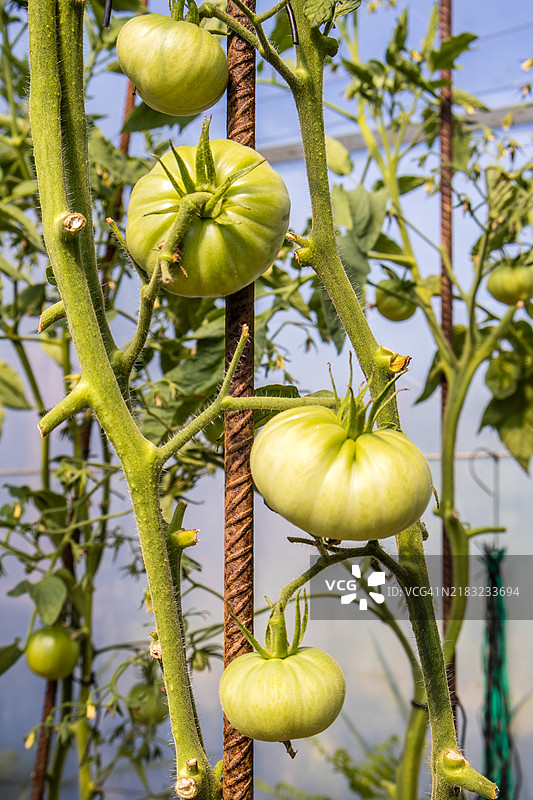 温室里的绿色番茄植物图片素材