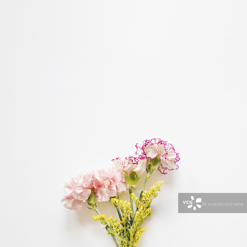 漂亮的黄色康乃馨花图片素材